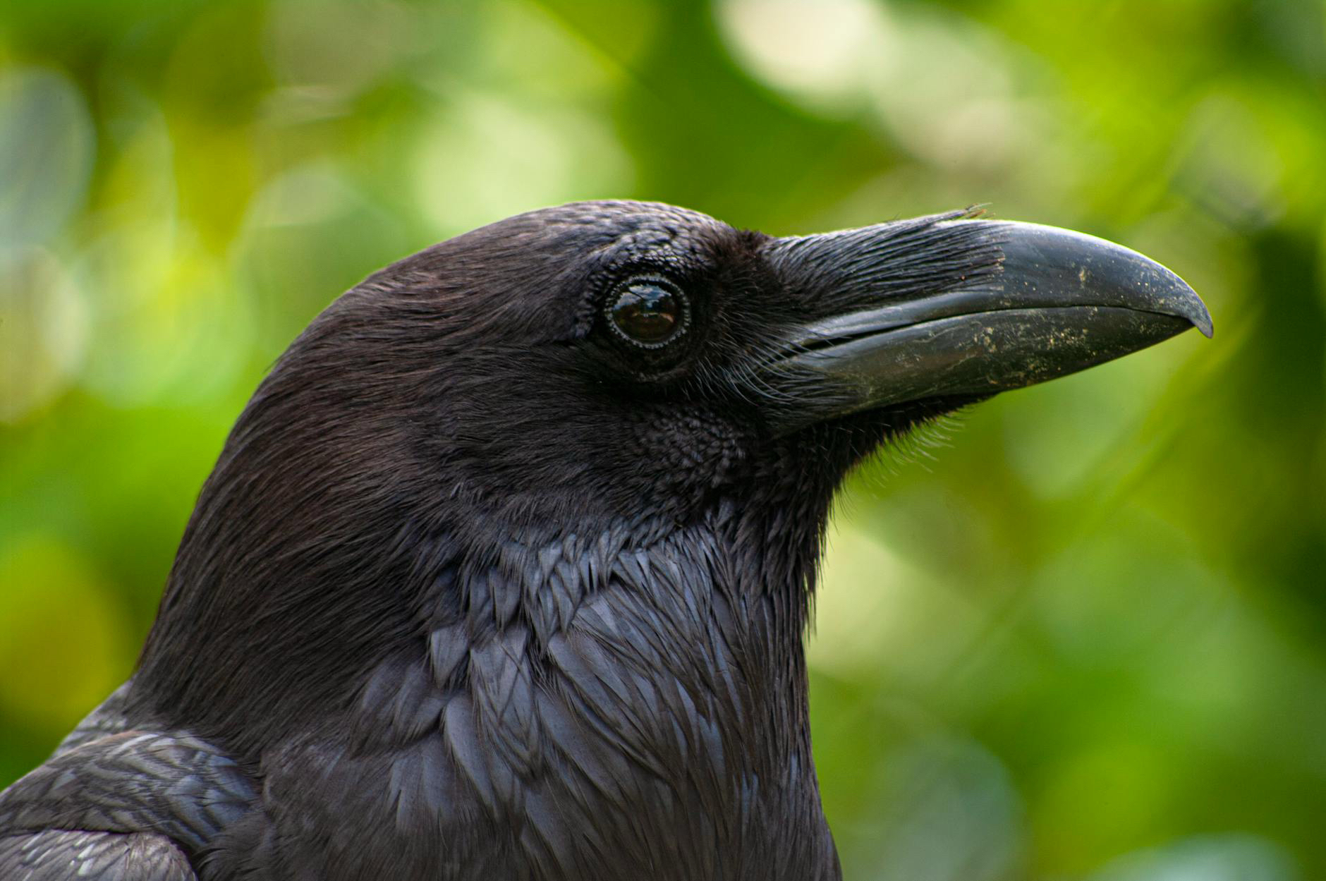 A raven