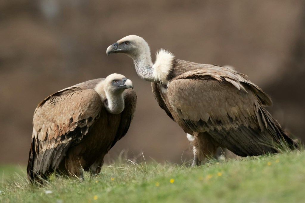 Two Vultures